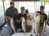 (10/16/2016) - Nice Striped Bass